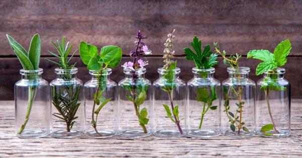 10 herbes aromatiques que vous pouvez cultiver chez vous dans l'eau